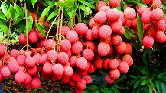 Muzaffarpur Litchi