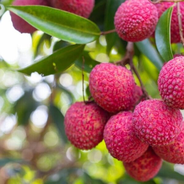 What is Muzaffarpur Best Known For?