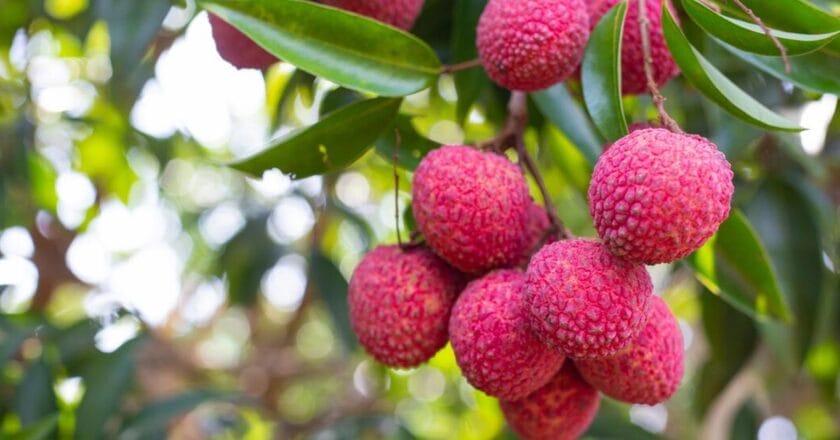 What is Muzaffarpur Best Known For?