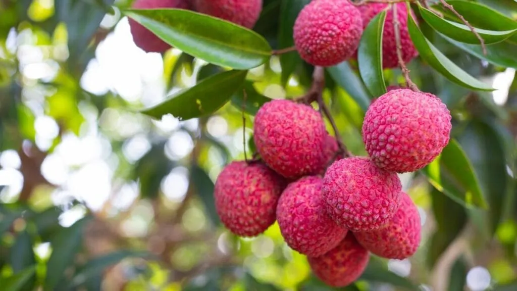 Lychee Capital of India